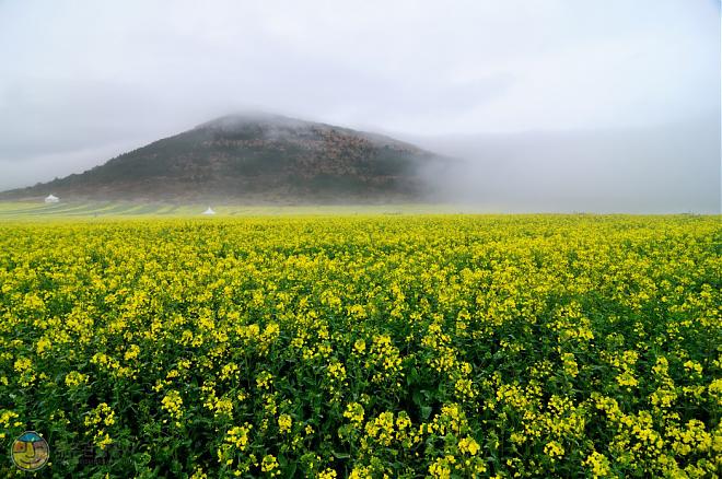 濟州島油菜花暖心之旅