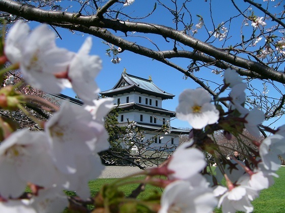 2020北海道賞櫻｜五稜郭．松前公園（札幌出發）