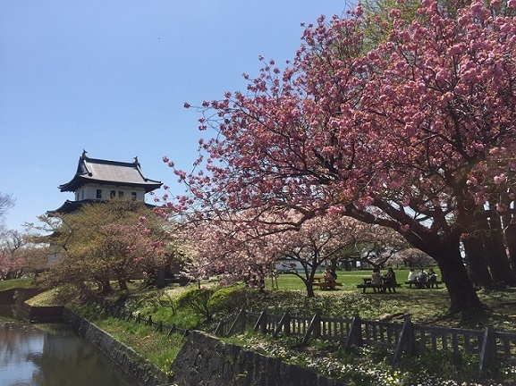 2020北海道賞櫻｜五稜郭．松前公園（札幌出發）