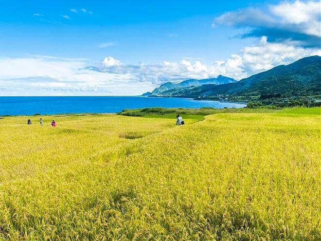 花蓮石梯坪海線一日遊｜世界級地景．夢幻海梯田．玻璃步道