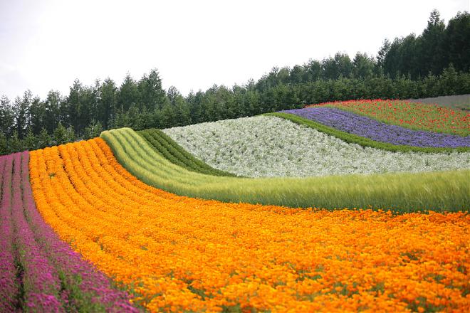 札幌出發｜北海道富田農場薰衣草・美瑛青池漫步一日遊