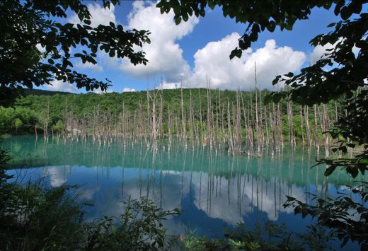 札幌出發｜北海道富田農場薰衣草・美瑛青池漫步一日遊