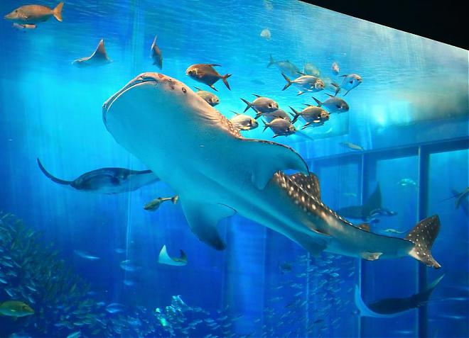 沖繩北部一日遊| 美麗海水族館2.5小時x琉球村x星野集團Banta Cafe