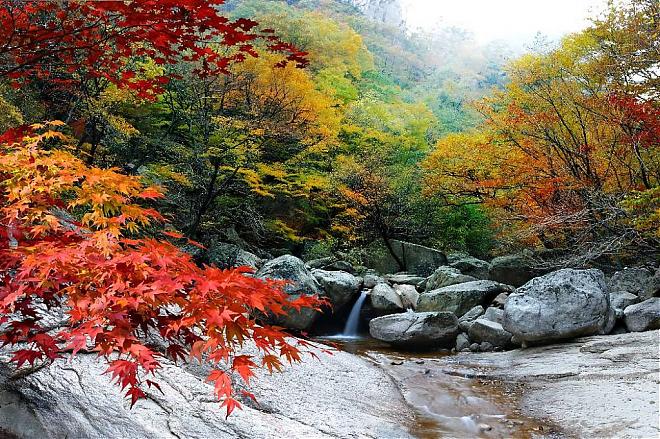 【當秋葉遇上銀杏】洪川金黃銀杏林。雪嶽山紅葉細賞一天團