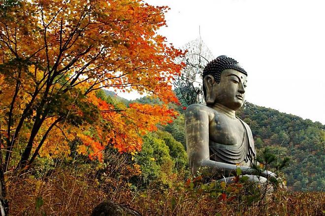 【當秋葉遇上銀杏】洪川金黃銀杏林。雪嶽山紅葉細賞一天團