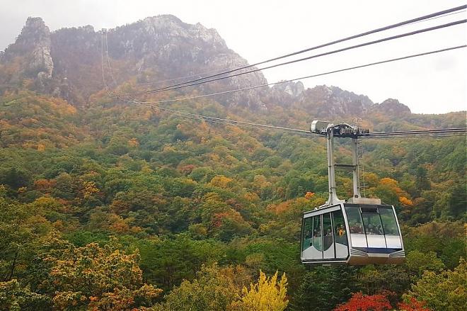 【當秋葉遇上銀杏】洪川金黃銀杏林。雪嶽山紅葉細賞一天團
