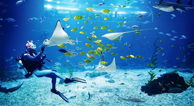 (首爾出發)韓國ONE MOUNT水上樂園/冰雪世界。AQUA PLANET水族館一天團