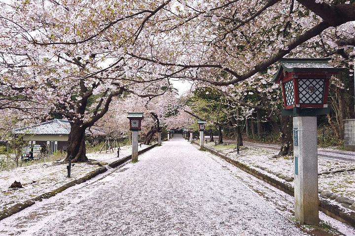 新潟深度體驗4日遊(田ノ浦温泉、弥彦、寺泊、燕、岩室温泉)