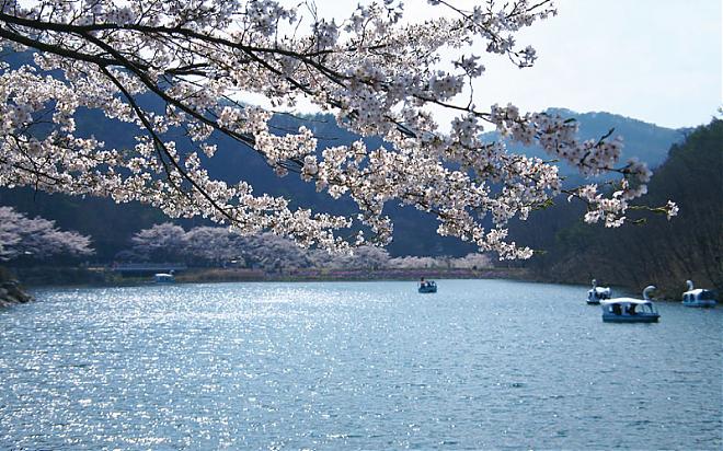 【韓國賞櫻】釜山河東晉州賞櫻一日遊(釜山出發)