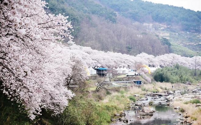 【韓國賞櫻】釜山河東晉州賞櫻一日遊(釜山出發)