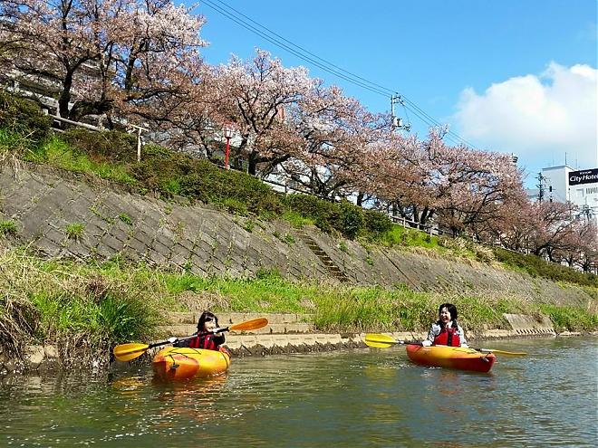 鳥取櫻花千選｜鳥取袋川獨木舟賞櫻花半日遊(JR鳥取站接送)