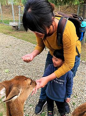阿里山隙頂賞櫻野餐X茶席一日遊｜嘉義小奈良餵鹿鹿趣