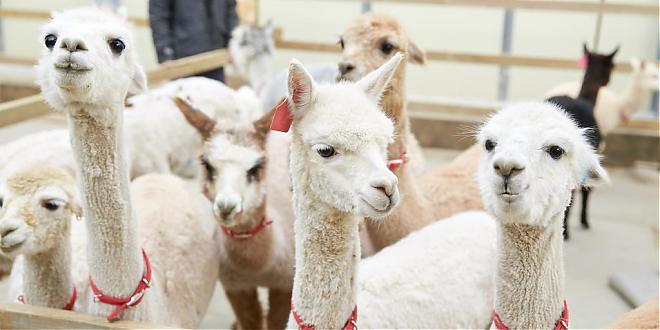 【首爾出發】草泥馬牧場+青春博物館+兩水頭公園一日遊