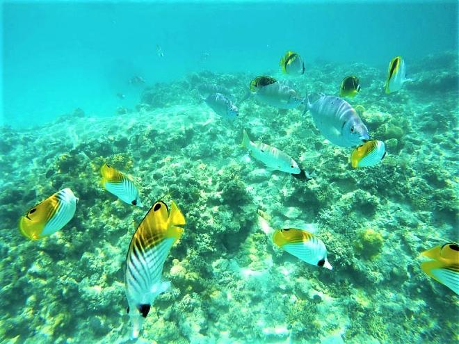 沖繩慶良間諸島｜秘境沙灘 阿波連海灘海水浴之旅(日文對應)