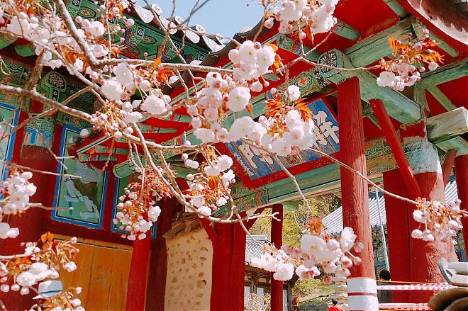 韓國瑞山文殊寺賞八重櫻×採有機草莓一日遊