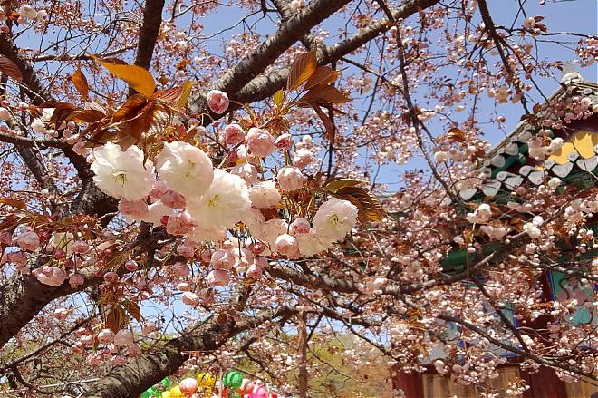 韓國瑞山文殊寺賞八重櫻×採有機草莓一日遊