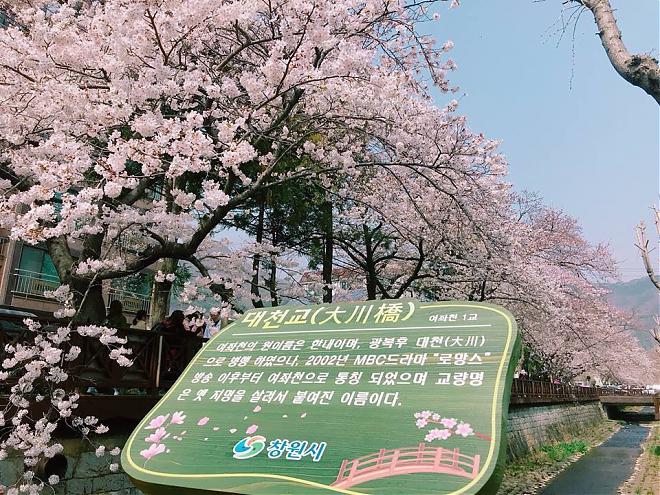 2024韓國鎮海浪漫櫻花大道一日遊|首爾出發