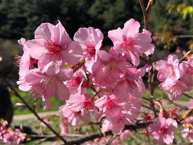 武陵農場賞櫻一日遊｜舒適小車．保證入園