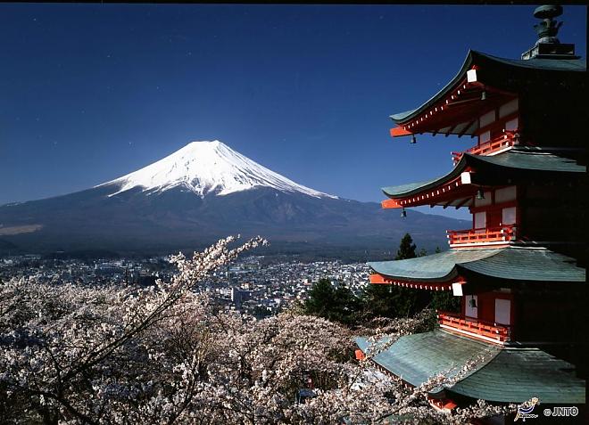 富士山賞櫻．採草莓｜豬肉涮涮鍋（新宿出發）