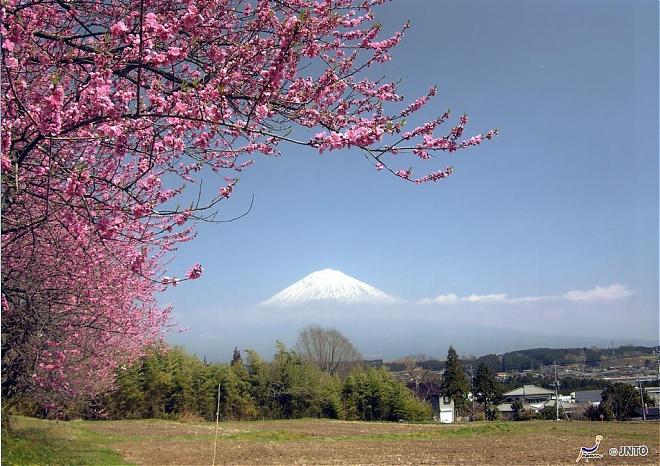 富士山賞櫻．採草莓｜豬肉涮涮鍋（新宿出發）