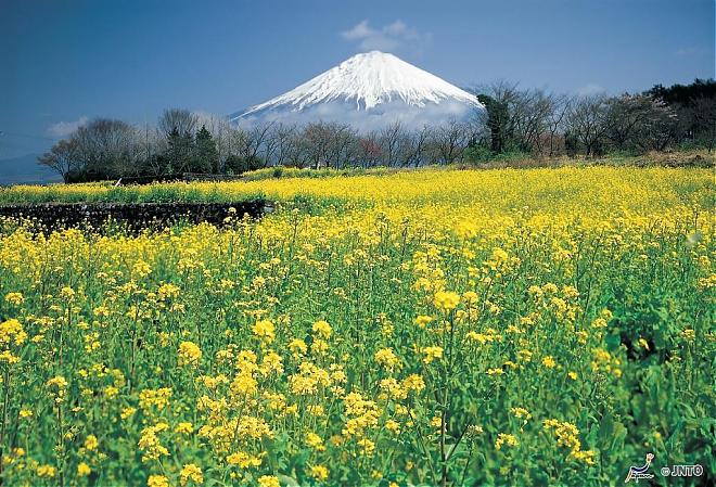 富士山賞櫻．採草莓｜豬肉涮涮鍋（新宿出發）