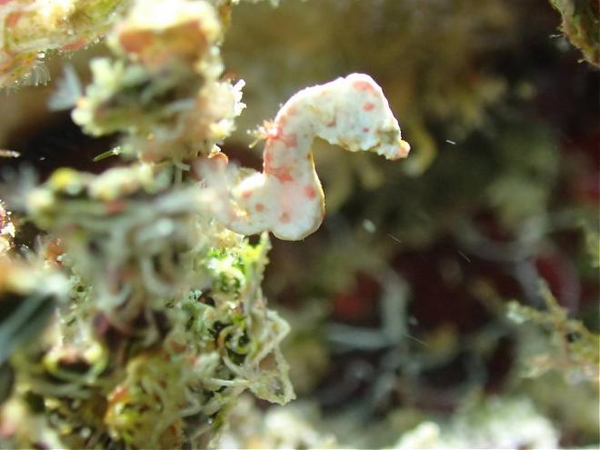 綠島體驗潛水課程。專業教練帶領入門｜世界百大潛點