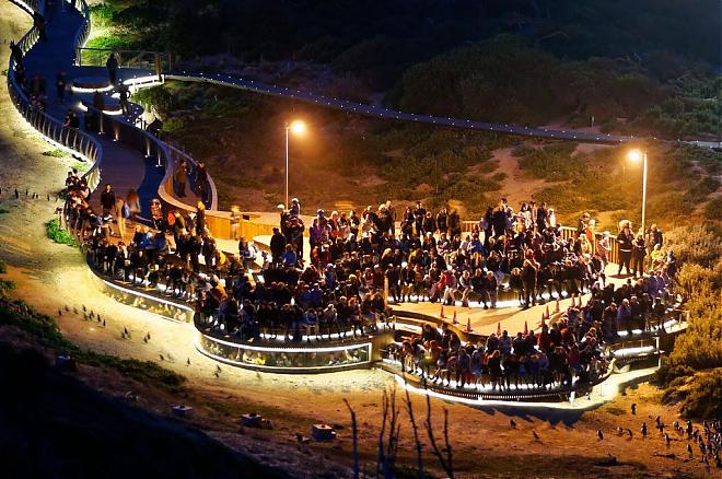 澳洲菲利浦企鵝島一日遊｜中文司導