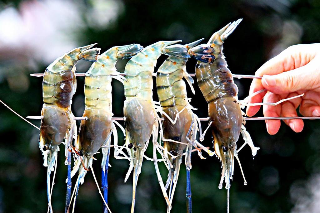 蘭楊蟹莊釣蝦體驗｜室內釣蝦．無毒泰國蝦．現釣現烤