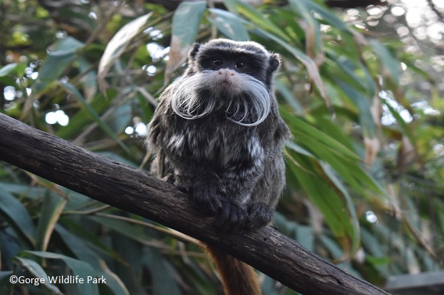 【澳洲南澳】奔富馬吉爾酒莊．峽谷野生動物園