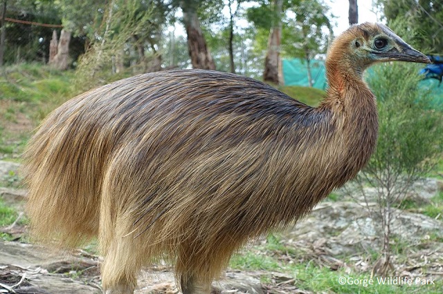 【澳洲南澳】奔富馬吉爾酒莊．峽谷野生動物園