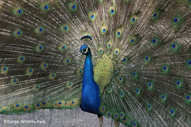 【澳洲南澳】奔富馬吉爾酒莊．峽谷野生動物園