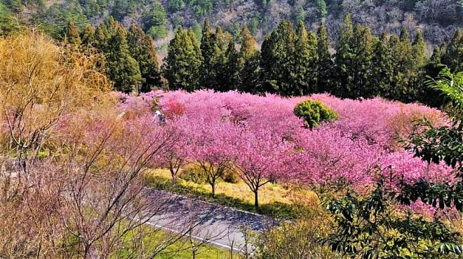 武陵農場賞櫻野餐一日遊｜小車安心遊
