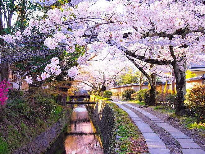 【春日京都賞櫻一日遊】嵐山、南禪寺、二條城等（難波、梅田出發）