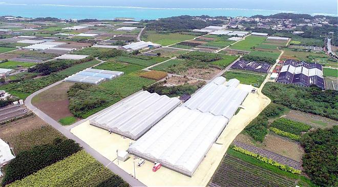 【沖繩冬季限定】採草莓吃到飽體驗