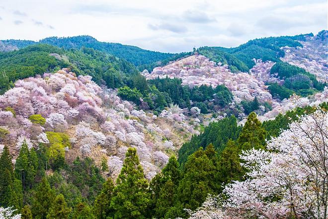 【春季奈良賞櫻】奈良吉野山春賞吉野千本櫻（難波、天王寺出發）