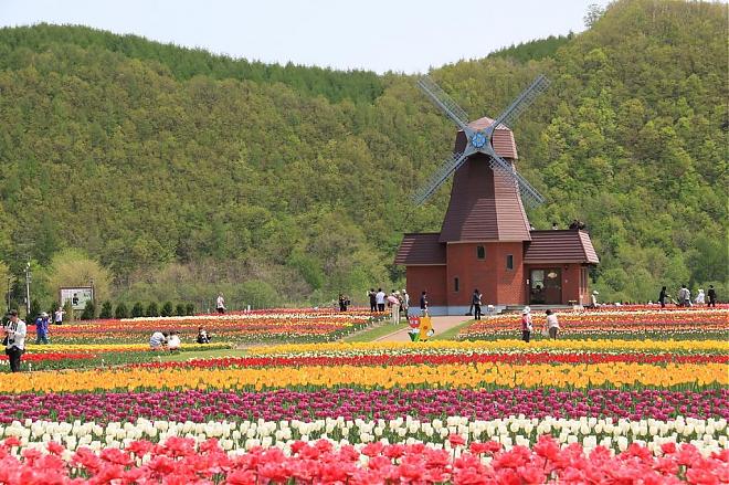 【北海道花海】北海道道東花海，櫻花＆鬱金香賞花一日遊