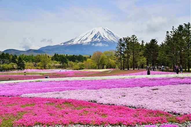 【期間限定】富士山五合目芝櫻祭Ｘ草莓吃到飽一日遊（東京出發）