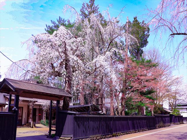 東北岩手秋田北上展勝地x角館賞櫻一日遊(中文導遊/含餐)