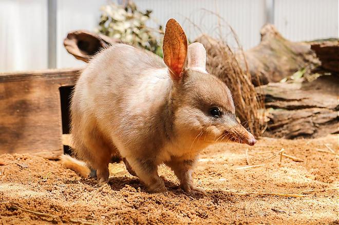 【澳洲黃金海岸動物園】庫倫賓野生動物園門票