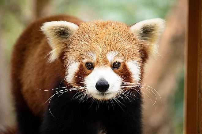 【澳洲黃金海岸動物園】庫倫賓野生動物園門票