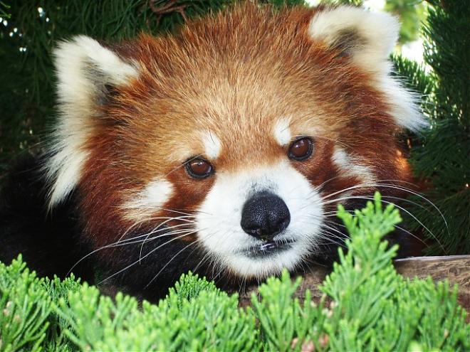 長崎九十九島水族館×動物園套票