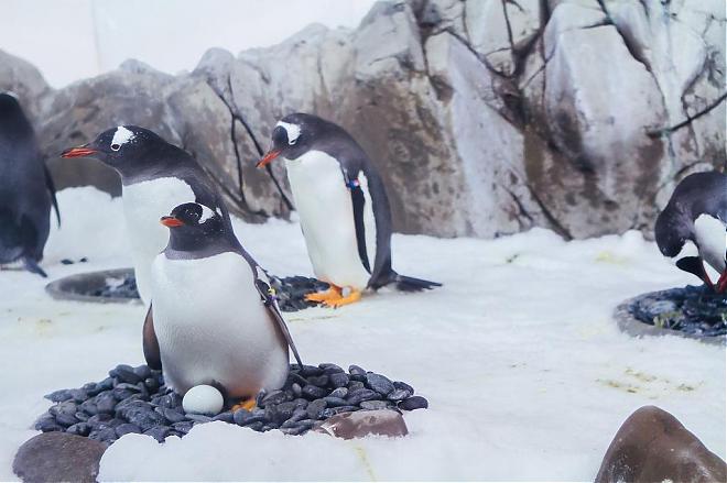 【墨爾本親子同遊景點】墨爾本海洋生物水族館