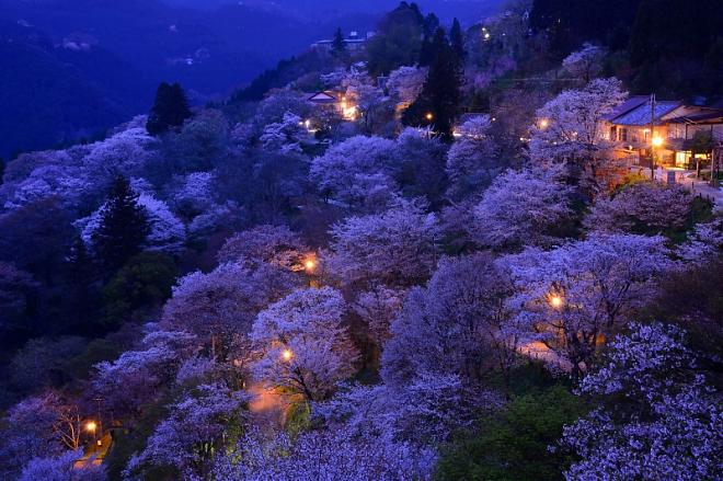 【奈良櫻花季限定】吉野山夜間賞櫻點燈