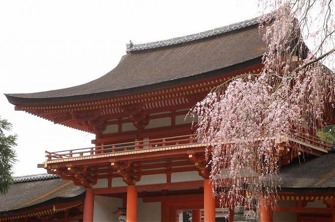 【奈良櫻花季限定】吉野山夜間賞櫻點燈