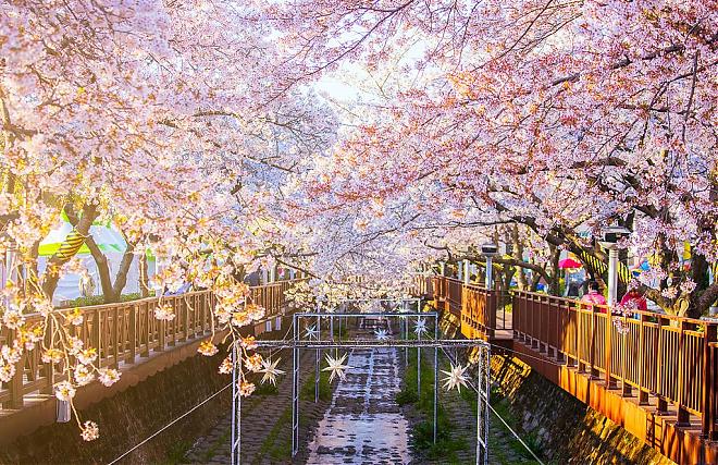 韓國鎮海賞櫻包車一日遊（釜山出發）