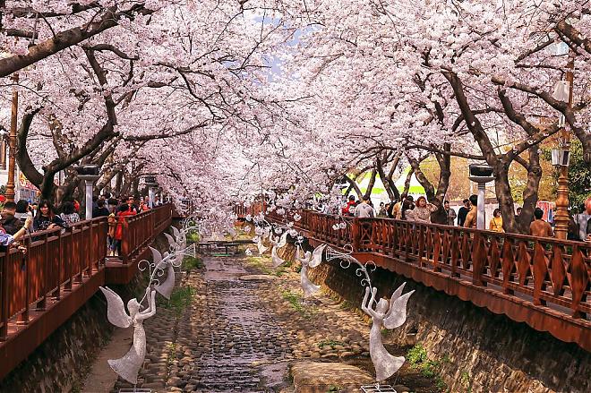 韓國鎮海賞櫻包車一日遊（釜山出發）
