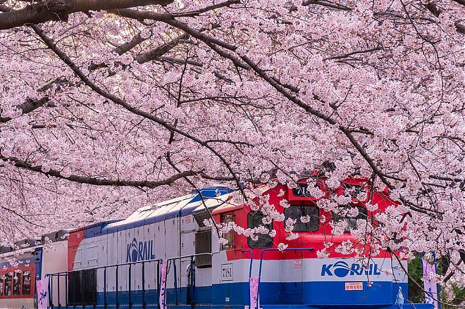 韓國鎮海賞櫻包車一日遊（釜山出發）