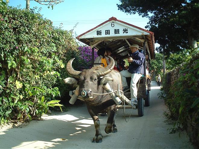 【沖繩石垣島】西表島由布島竹富島一日遊