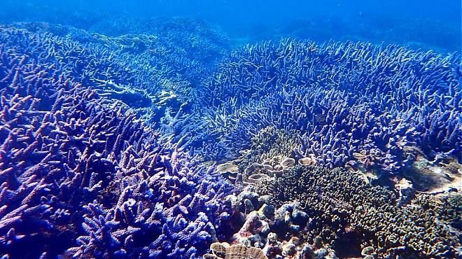 澎湖東吉嶼獨木舟+浮潛體驗｜薰衣草森林珊瑚礁
