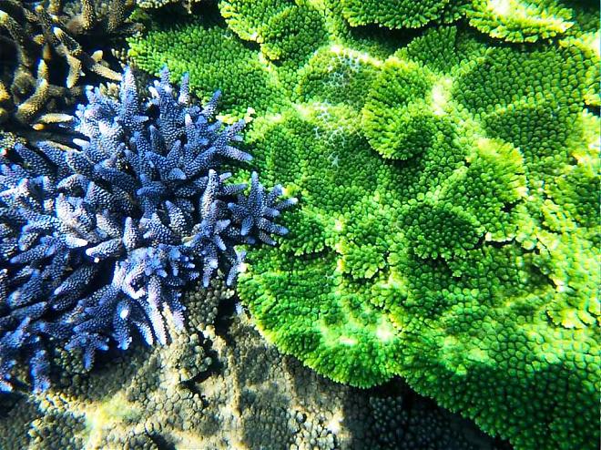 澎湖東吉嶼獨木舟+浮潛體驗｜薰衣草森林珊瑚礁